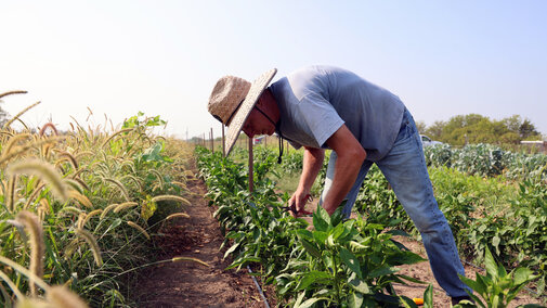 A farmer harvests crops in a field.