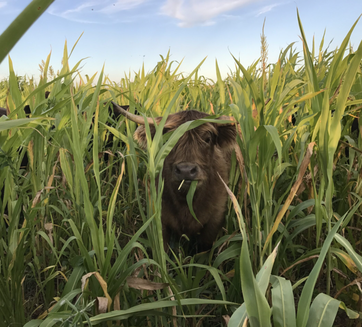 Highland cow in corn field